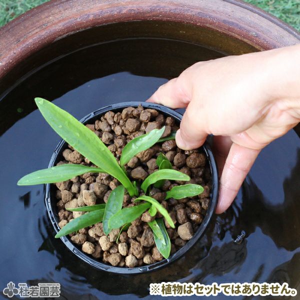 丸型ミニカゴ植え替えセット | 杜若園芸WEBショップ｜水草の生産販売