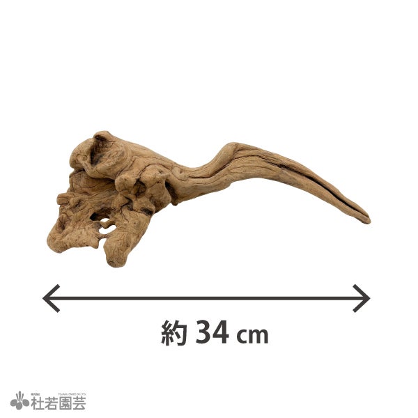 ナチュラルホーンウッド-76 | 杜若園芸WEBショップ｜水草の生産販売