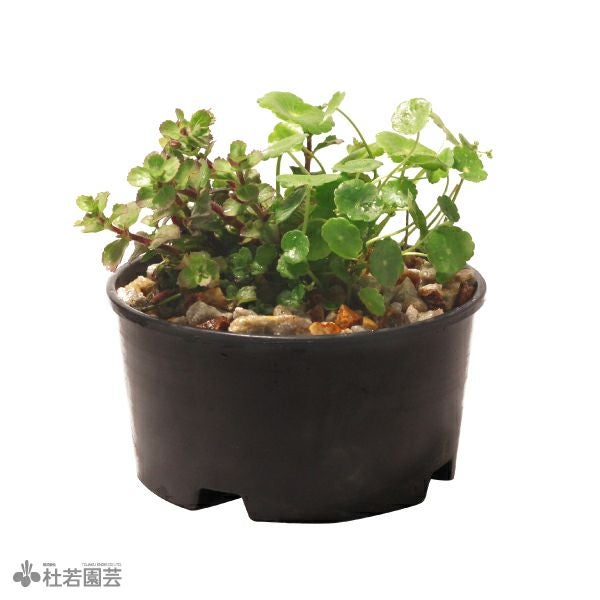＊クロタネ草＊静鈴② 銀天女×プロリフィカ　玉響 分類標本園 Systematic Garden ｜ 小石川植物園
