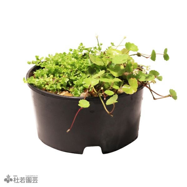 信楽焼の癒し水草セット | 杜若園芸WEBショップ｜水草の生産販売【通販