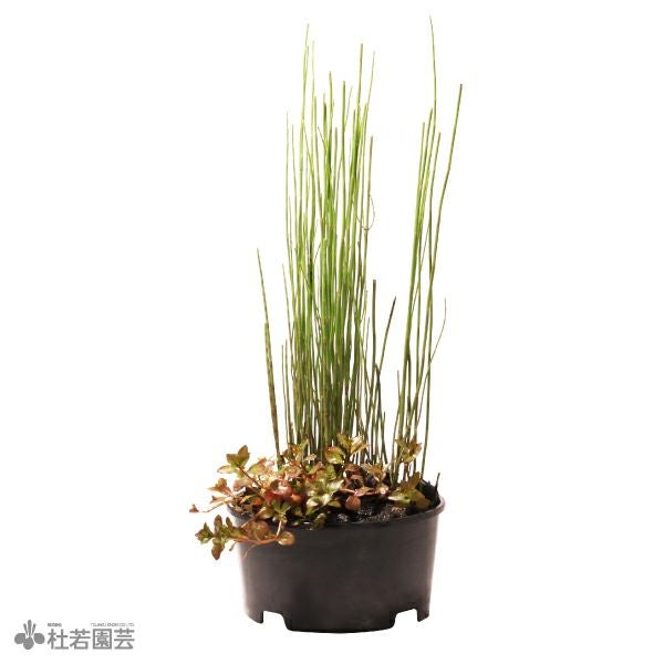 水草ゆうすけです 水草一番サンド 8kg GEX ジェックス | イオンスタイルオンライン 衣料