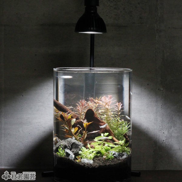 メダカの飼育セット | 杜若園芸WEBショップ｜水草の生産販売【通販