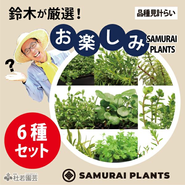 鈴木が厳選！お楽しみ日本の水草4品種セット (品種見計らい) | 杜若