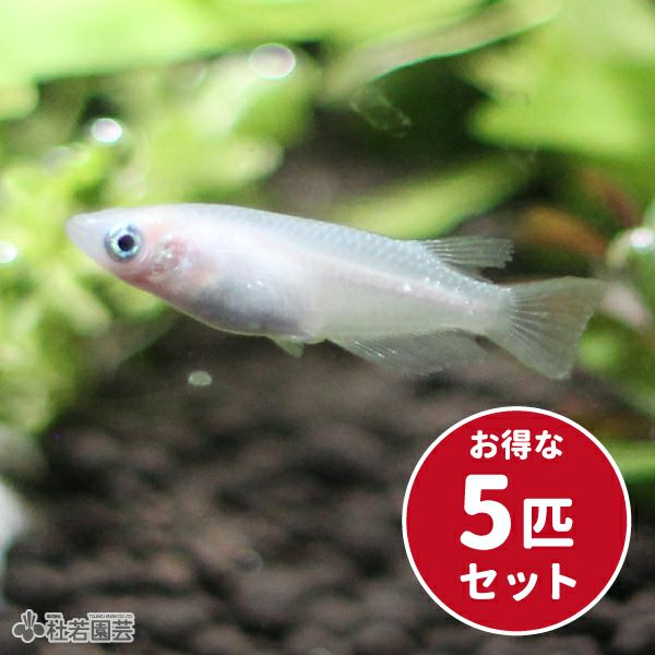 白メダカ5匹セット | 杜若園芸WEBショップ｜水草の生産販売【通販