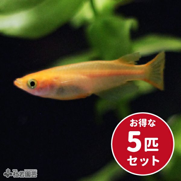 楊貴妃メダカ5匹セット | 杜若園芸WEBショップ｜水草の生産販売【通販