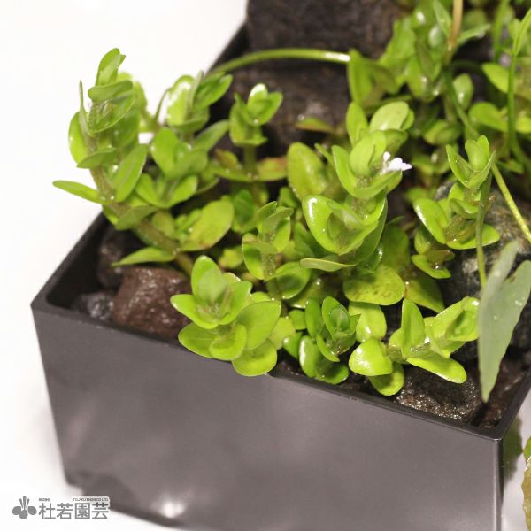 アサザ入り水中箱庭水草（大 / 流木無し） | 杜若園芸WEBショップ