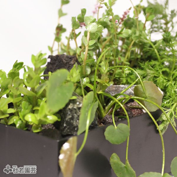 アサザ入り水中箱庭水草（大 / 流木無し） | 杜若園芸WEBショップ
