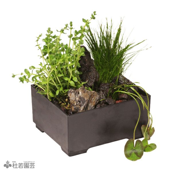 箱型寄せ植え | 杜若園芸WEBショップ｜水草の生産販売【通販ショップ】