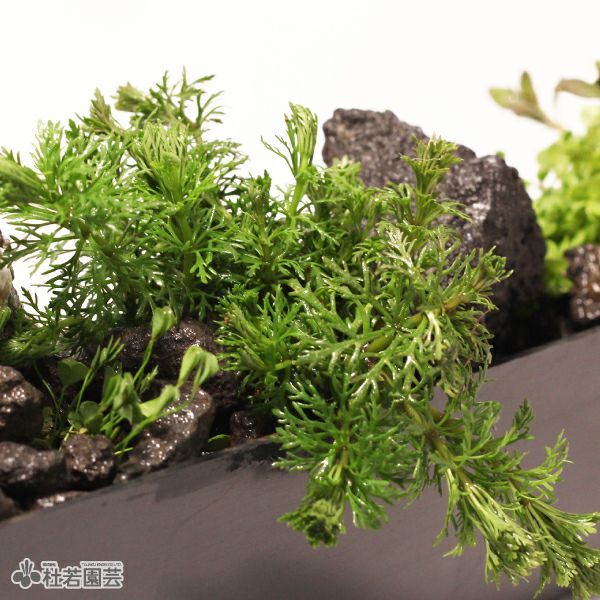 水質浄化】水中横長アレンジS（流木無し） | 杜若園芸WEBショップ