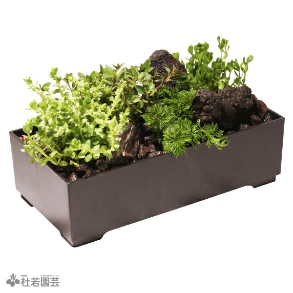 アンブリア入り水中箱庭水草（大 / 流木無し） | 杜若園芸WEBショップ