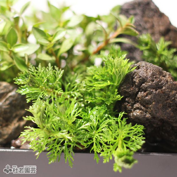 アンブリア入り水中箱庭水草（大 / 流木無し） | 杜若園芸WEBショップ