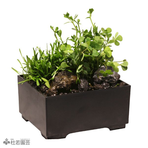 【石鉢・山苔鉢・寄せ植え鉢２個】造園水石飾り石箱庭 ウォータークローバームチカ入り水中箱庭水草（小 / 流木無し） | 杜若