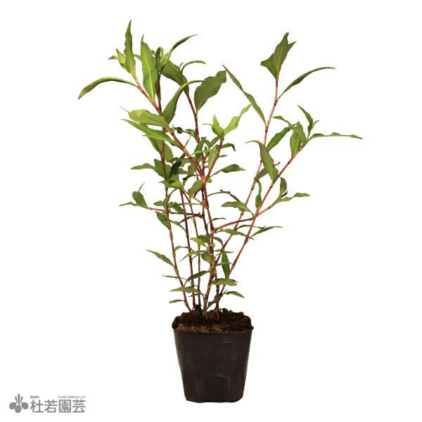 水生植物】ホシクサsp.クチ | 杜若園芸WEBショップ｜水草の生産販売