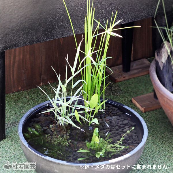 水草コーディネート5品種入りセット | 杜若園芸WEBショップ｜水草の