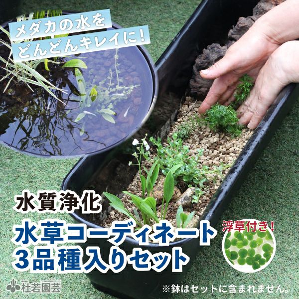 水草コーディネート2品種入りセット | 杜若園芸WEBショップ｜水草の