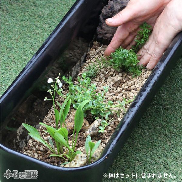 水草コーディネート3品種入りセット | 杜若園芸WEBショップ｜水草の