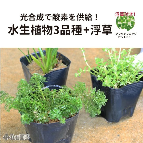 水草コーディネート3品種入りセット | 杜若園芸WEBショップ｜水草の