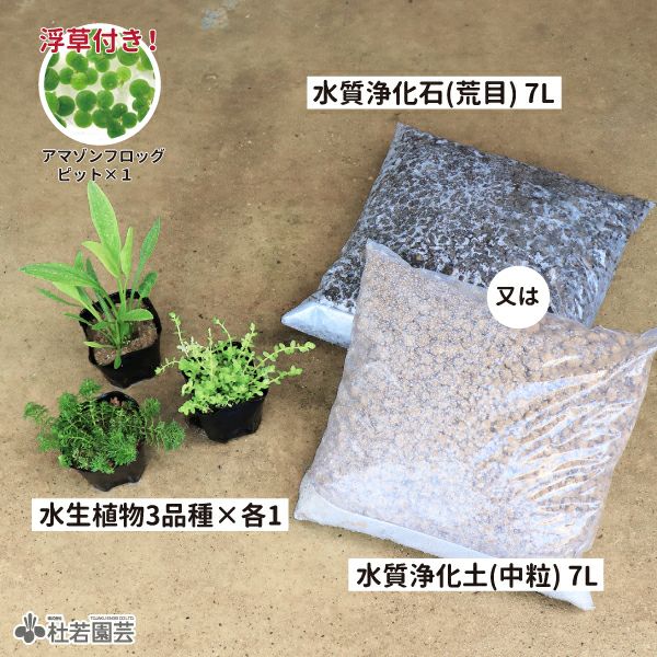 水草コーディネート3品種入りセット | 杜若園芸WEBショップ｜水草の
