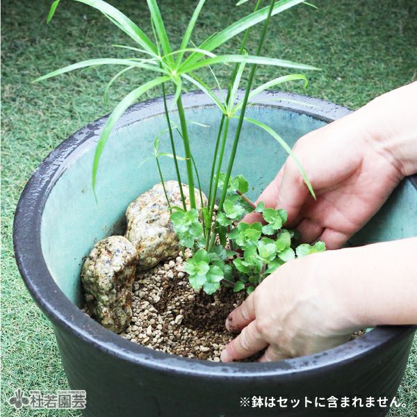 水草コーディネート2品種入りセット | 杜若園芸WEBショップ｜水草の