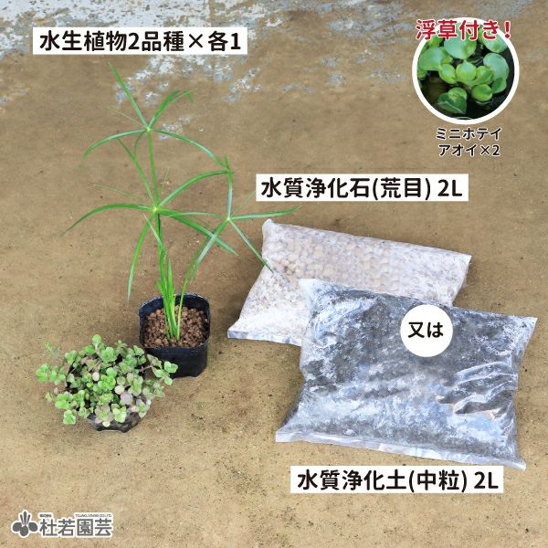 水草コーディネート2品種入りセット | 杜若園芸WEBショップ｜水草の