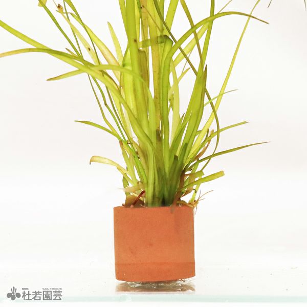 アクアリウム水草 | 杜若園芸WEBショップ｜水草の生産販売【通販ショップ】