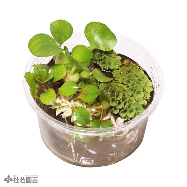 花水木　リクエストセット【同時購入特割( 2 / 2 )】 000000003827-01.jpg?size=l&w=