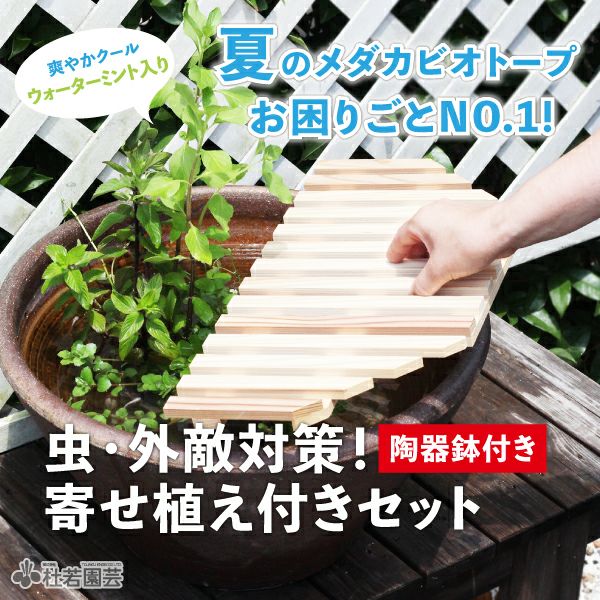メダカの飼育セット | 杜若園芸WEBショップ｜水草の生産販売【通販