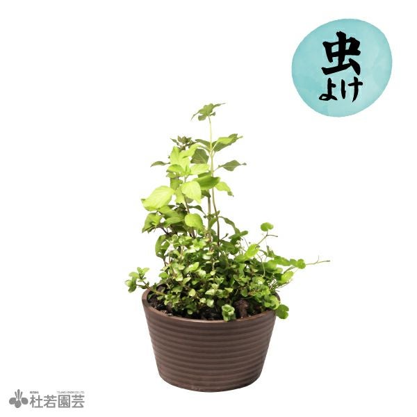 メダカ水草3種寄せ植え〔虫よけ〕 | 杜若園芸WEBショップ｜水草の生産