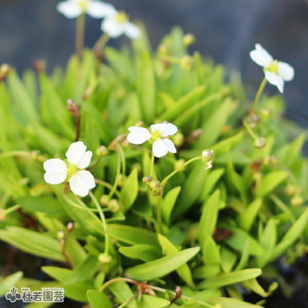 水生植物】ノマフィラsp. | 杜若園芸WEBショップ｜水草の生産販売