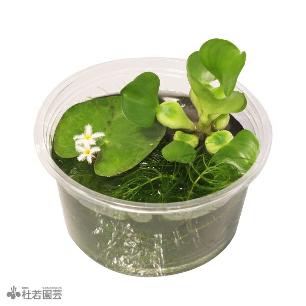 陶器鉢付き！メダカ鉢で楽しむ 水草のっけ苔玉キット | 杜若園芸WEB