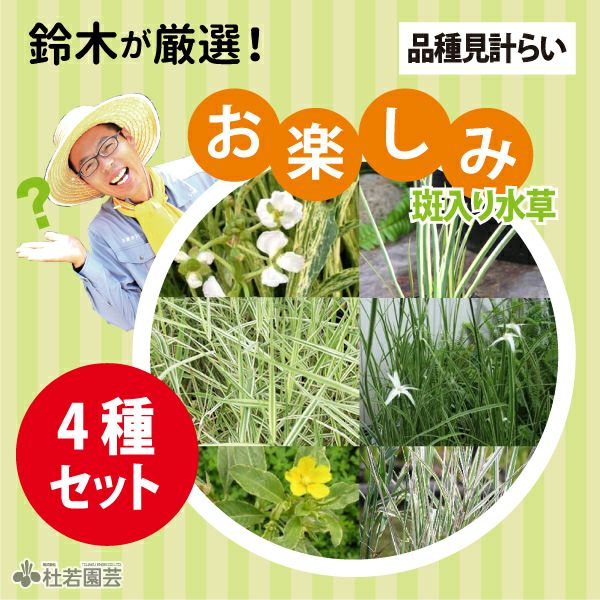 鈴木が厳選！お楽しみ斑入り水草4品種セット (品種見計らい) | 杜若
