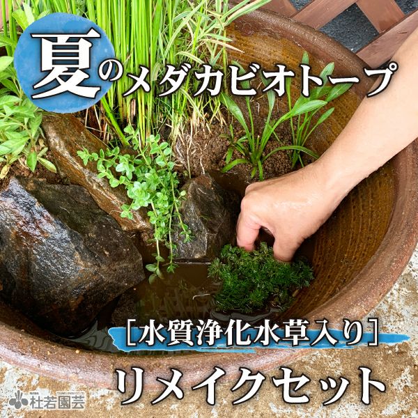 鈴木が厳選！涼み水草4品種セット | 杜若園芸WEBショップ｜水草の生産
