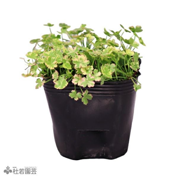 水生植物】ホシクサsp.クチ | 杜若園芸WEBショップ｜水草の生産販売