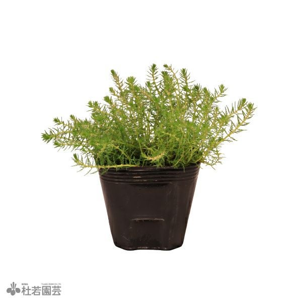 水生植物】 タチモ | 杜若園芸WEBショップ｜水草の生産販売【通販