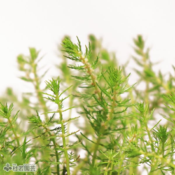 水生植物】 タチモ | 杜若園芸WEBショップ｜水草の生産販売【通販