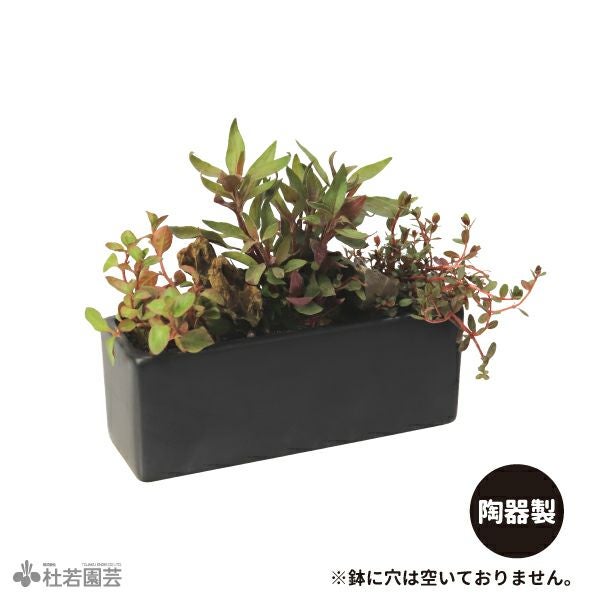 箱型寄せ植え | 杜若園芸WEBショップ｜水草の生産販売【通販ショップ】