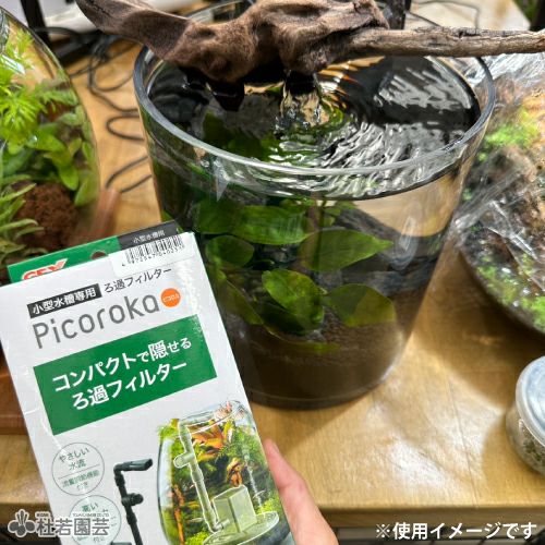 Picoroka ［ピコロカ］ 【GEX】 | 杜若園芸WEBショップ｜水草の生産