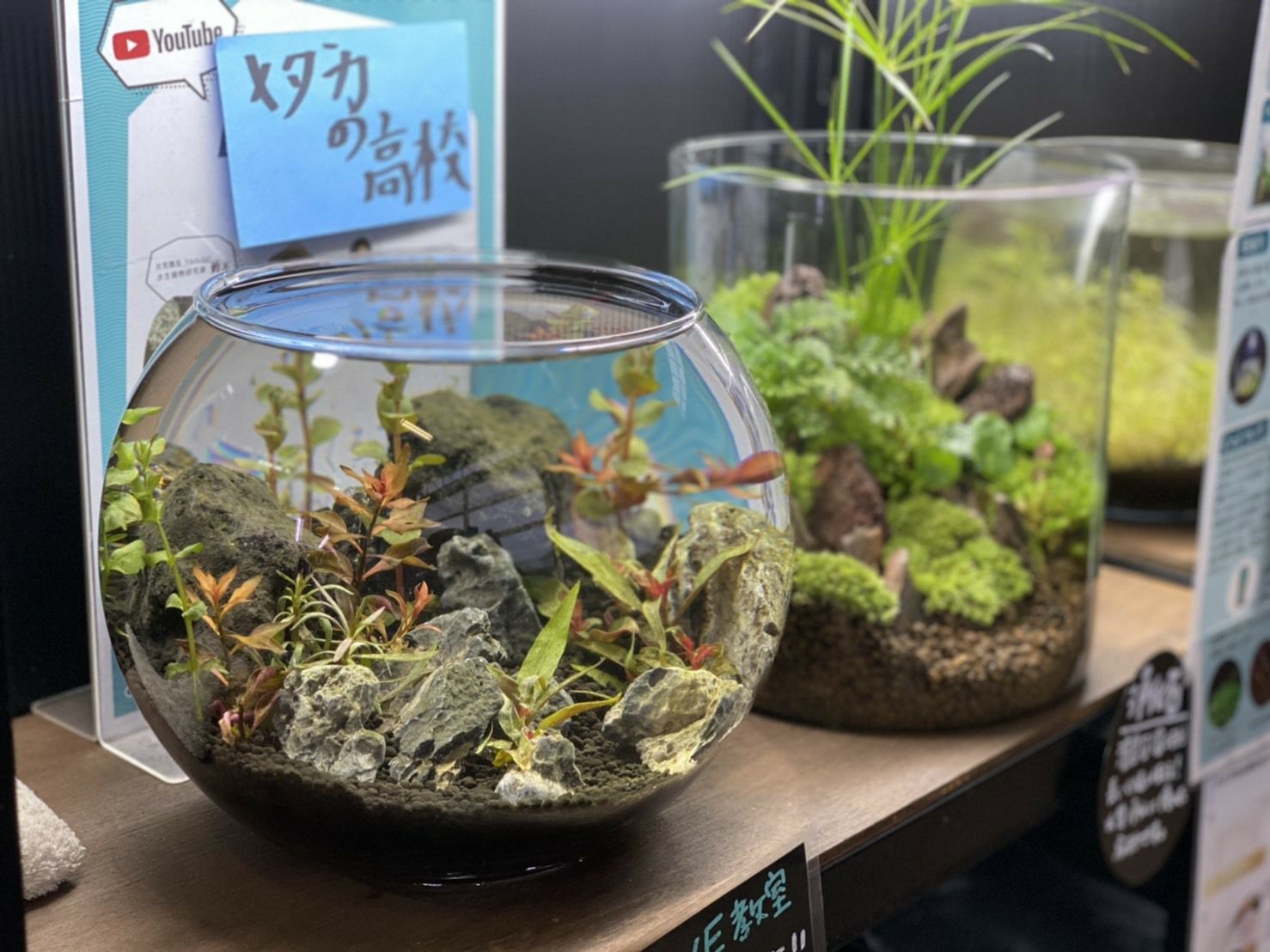 大きさ不揃い ドラゴンストーン(ミニ)パック | 杜若園芸WEBショップ