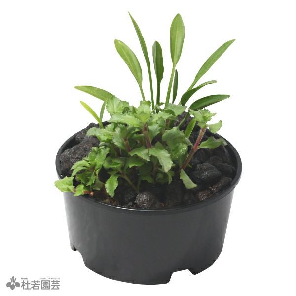 メダカ鉢の浄化水草 丸ポットE(ナガバオモダカ・ハイグロフィラトリ