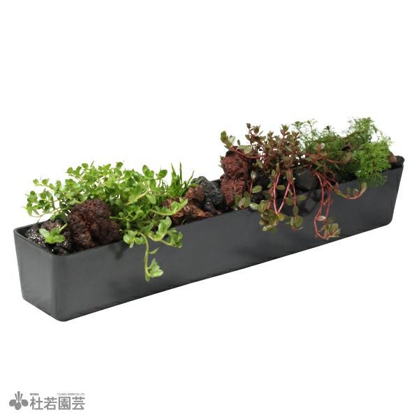 アンブリア入り水中横長アレンジS | 杜若園芸WEBショップ｜水草の生産