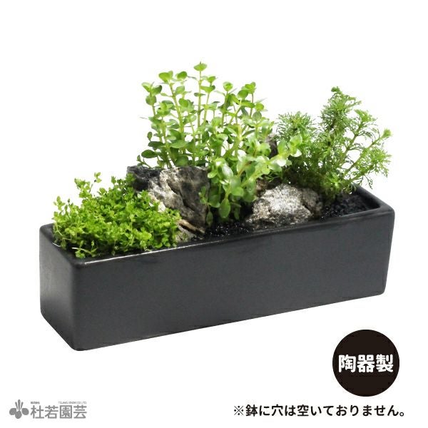 箱型寄せ植え | 杜若園芸WEBショップ｜水草の生産販売【通販ショップ】