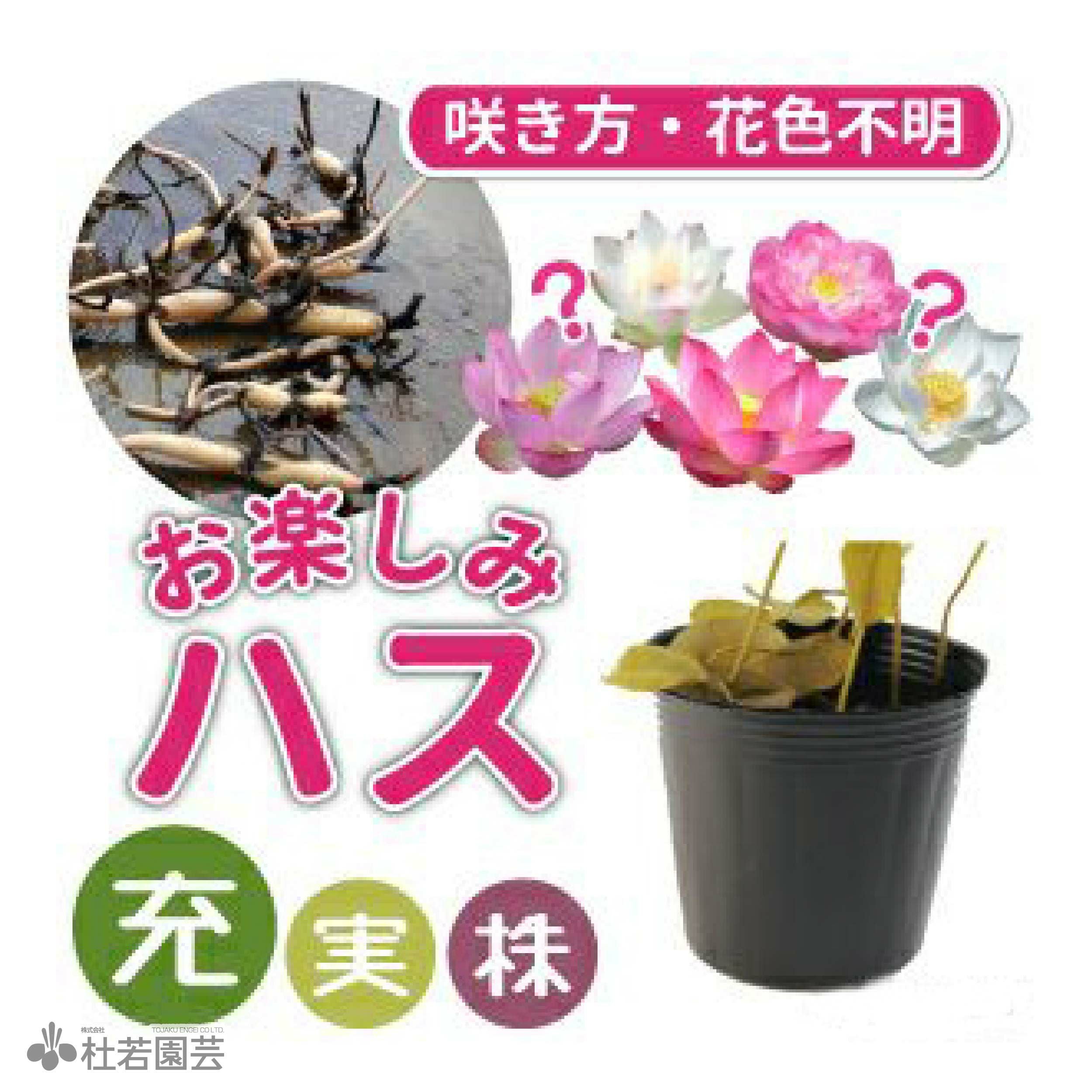 期間限定・充実株】お楽しみハス(蓮)(品種不明) ポット苗 【蓮、ハス