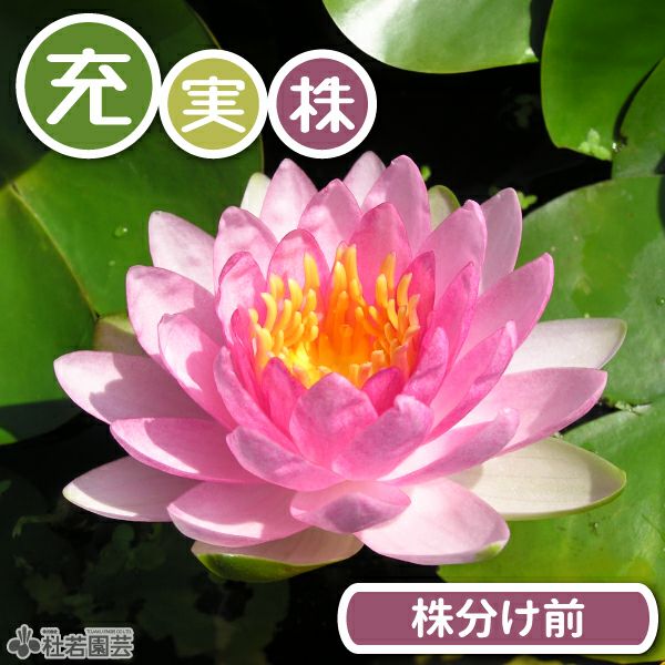 睡蓮 期間限定・充実株】フレンミア(温帯睡蓮) 19cmカゴ 【スイレン