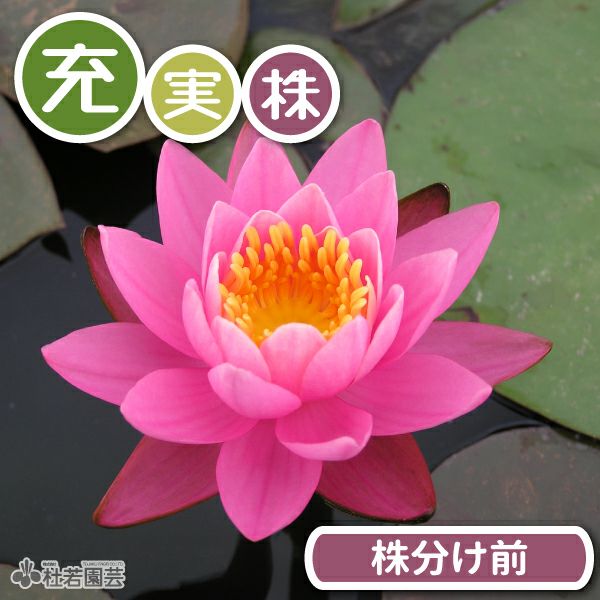 期間限定・充実株】ファイヤークレスト(温帯睡蓮) 19cmカゴ 【スイレン