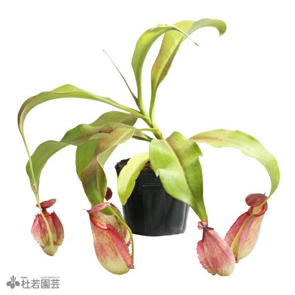 水生植物】 ネペンテス ミラビリス 12cmポット【食虫植物】 | 杜若園芸