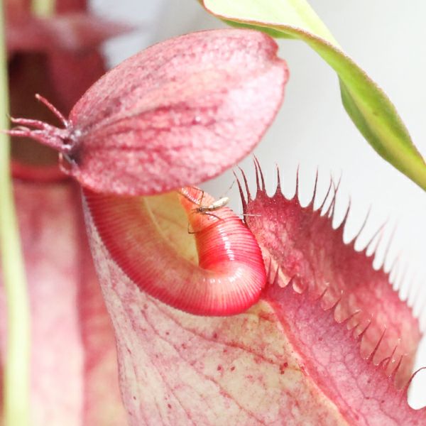 水生植物】 ネペンテス ミラビリス 12cmポット【食虫植物】 | 杜若園芸