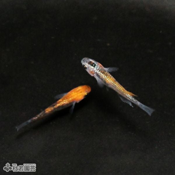 メダカさん専用 めだか膳 繁殖メダカ用 30g JPD ニチドウ | イオンスタイルオンライン