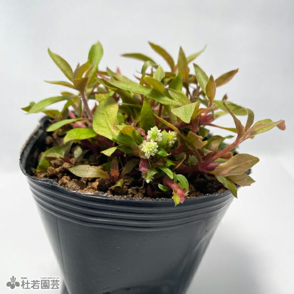 水生植物】 アルテルナンテラレインキー | 杜若園芸WEBショップ｜水草