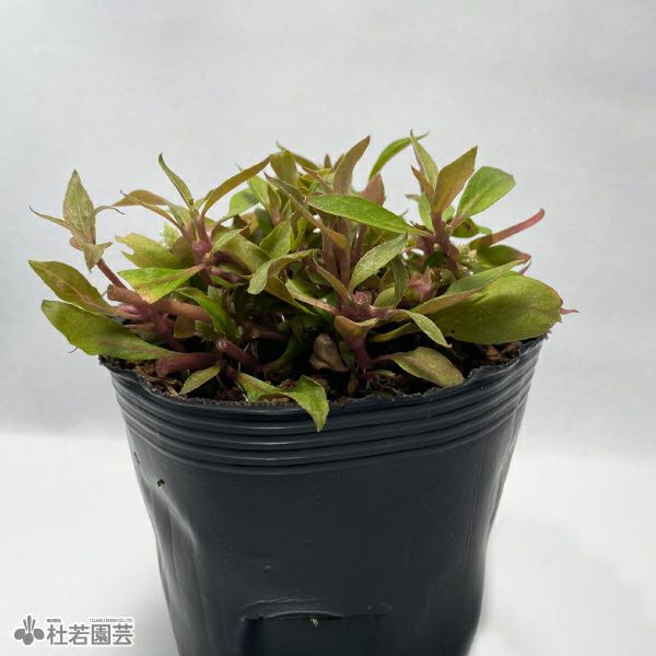 水生植物】 アルテルナンテラレインキー | 杜若園芸WEBショップ｜水草