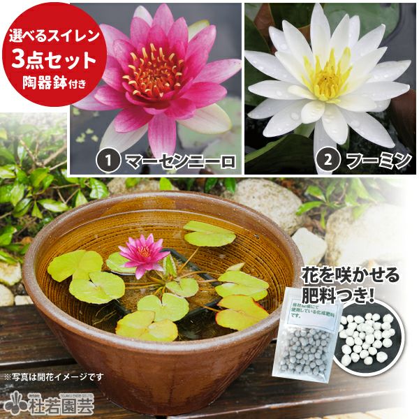 選べる温帯スイレン3点セット | 杜若園芸WEBショップ｜水草の生産販売